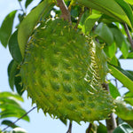 Guanabana Soursop Tree 5-9 inc Height