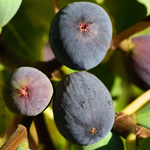 Set 2 Black Mission Fig Trees 4-8 Inch Tall