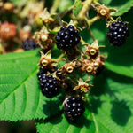 Sweetie Pie Blackberry Plants