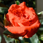 Mercedes Rose Bush