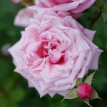 La France Rose Plant Live