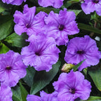 Mexican Petunia Plant