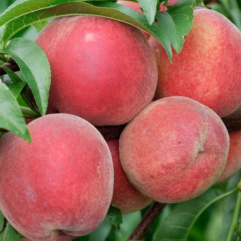 Florida Live Peach Tree Grafted Plant in 3 Gallon Pot, Large Peach Tree Live Plant, 3-4 Feet in Tall, No, CA, Peach Tree Plant Well-rooted for Planting