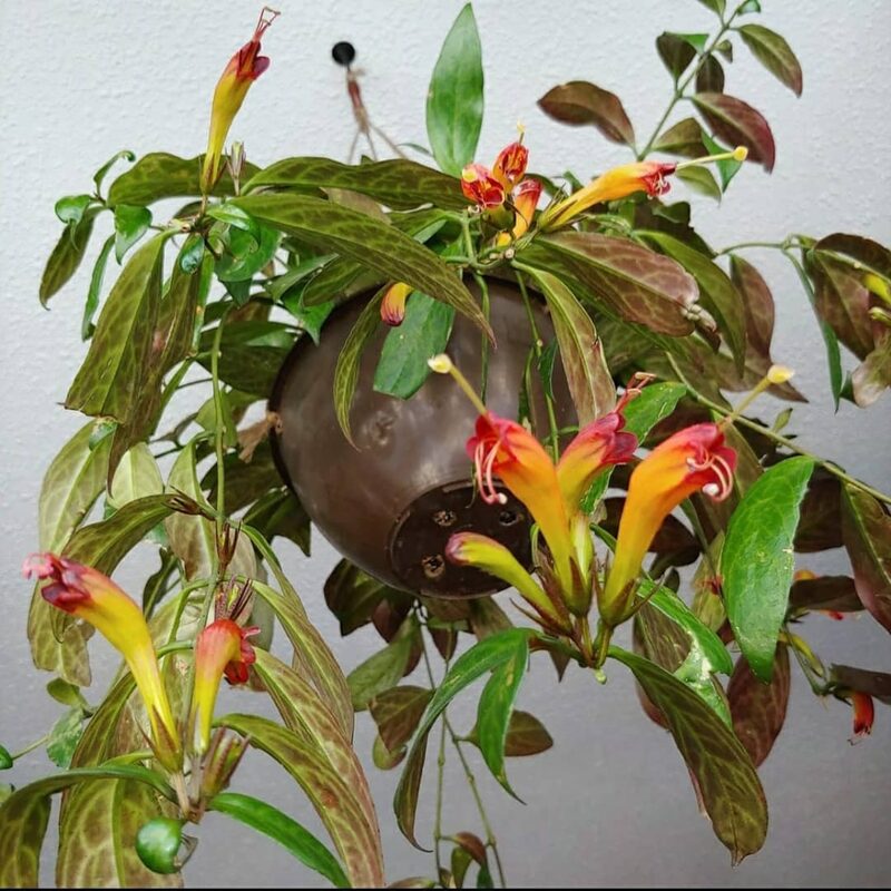 Aeschynanthus Black Pagoda Lipstick Plant, In 4 Inc Pot