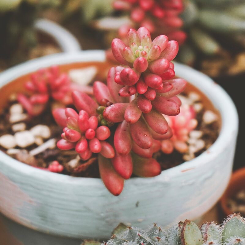 Sedum Rubrotinctum Plant Jelly Bean Plant - 4 Inches Pot - Live Succulents Plant Indoor House Plant