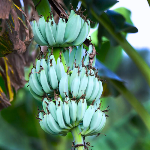 1 Blue Java Banana, Ice Cream Banana Plant 4-8 Inc