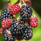 2 Thornless Blackberry Plants Live for Planting, Triple Crown Blackberry Bush Live Plant, Blackberries Plants, Fruit Bushes 5 to 9 Inches Tall