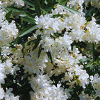 White Oleander