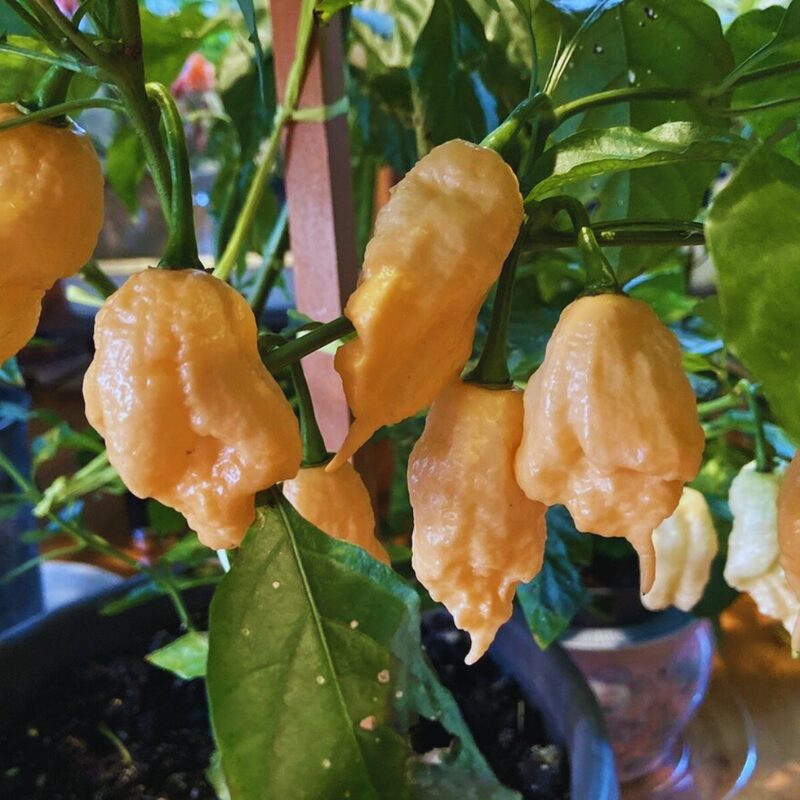 Peach Bhut Jolokia Ghost Chili Pepper Live Plants For Sale - Set 2 - World Hottest Pepper For Planting - Easy To Transplant - Well Rooted &amp; Healthy