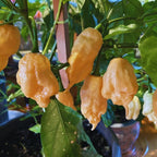Peach Bhut Jolokia Ghost Chili Pepper Live Plants For Sale - Set 2 - World Hottest Pepper For Planting - Easy To Transplant - Well Rooted &amp; Healthy