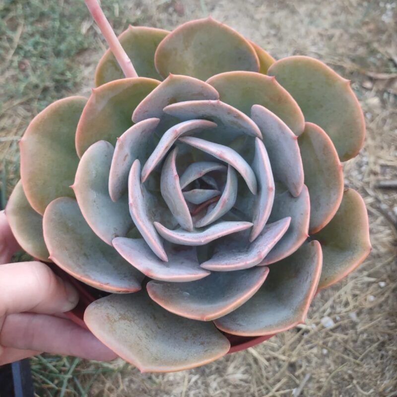 Echeveria Dusty Rose Succulent Plants