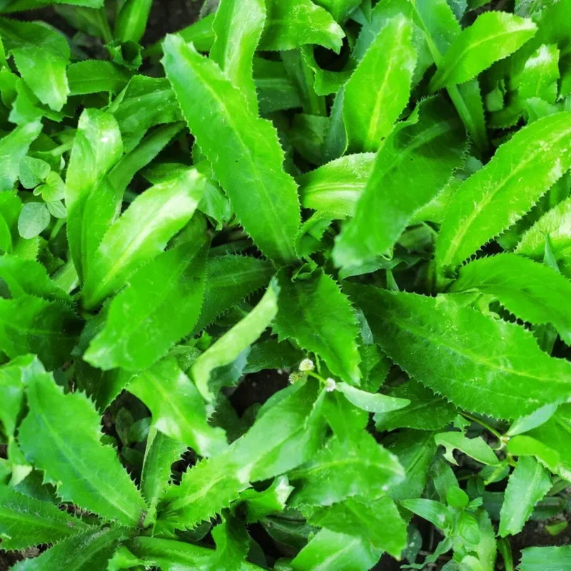 1000 Culantro Seeds, Recao Cilantro Herb Seeds, Culantro Plant Live Not Seeds, Culinary Herb Seeds