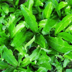1000 Culantro Seeds, Recao Cilantro Herb Seeds, Culantro Plant Live Not Seeds, Culinary Herb Seeds