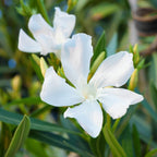 White Oleander Tree Live Plant