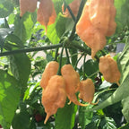 Peach Bhut Jolokia Ghost Chili Pepper Live Plants For Sale - Set 2 - World Hottest Pepper For Planting - Easy To Transplant - Well Rooted &amp; Healthy