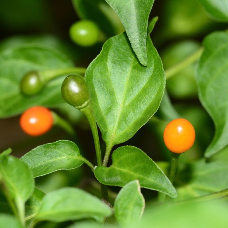 Yellow Chiltepin Pepper Plants Live - 2 Count - Chili Pepper Live Plants For Sale - Hot Pepper Live Plants for Growing - No Pot - Well-rooted