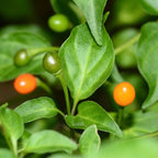 Yellow Chiltepin Pepper Plants Live - 2 Count - Chili Pepper Live Plants For Sale - Hot Pepper Live Plants for Growing - No Pot - Well-rooted