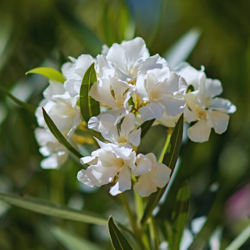 White Oleander Tree Live Plant