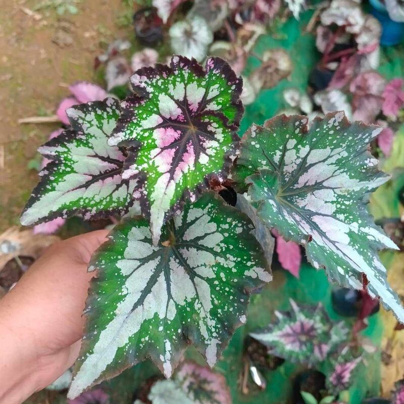 First Kiss Begonia Plant Potted