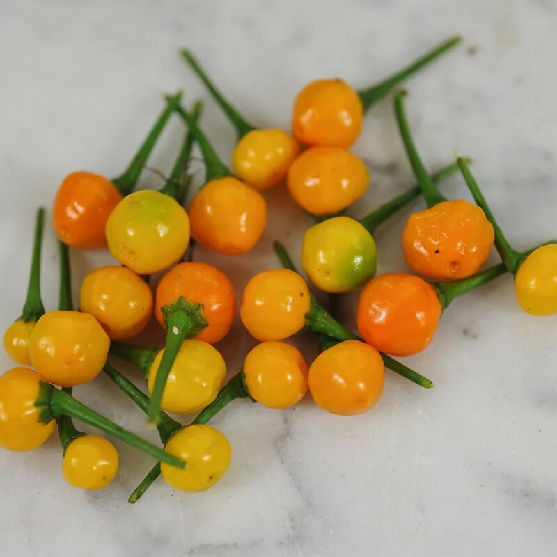 Yellow Chiltepin Pepper Plants Live - 4 Count - Chili Pepper Live Plants For Sale - Hot Pepper Live Plants for Growing - No Pot - Well-rooted
