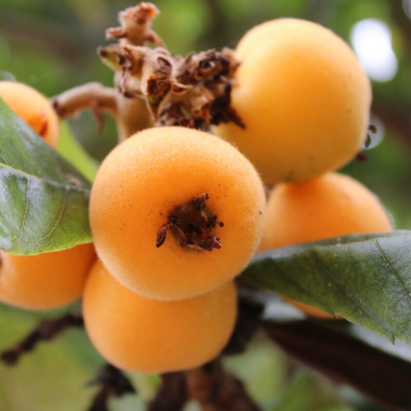 Loquat Tree Plant - 1.5 to 2 Feet Tall, Gallon Pot
