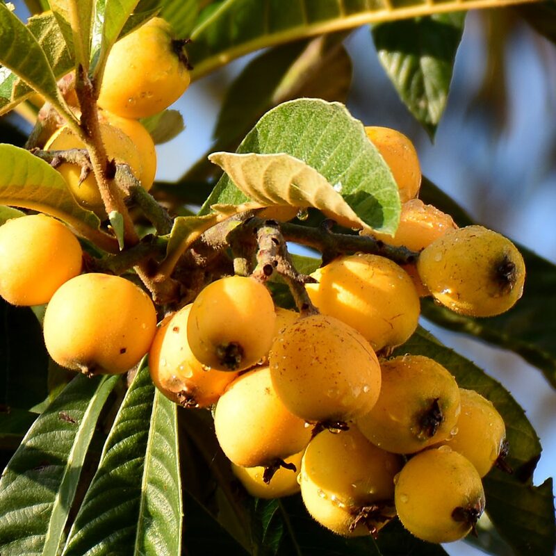 Golden Loquat Tree Plant - Japanese Plum Plant