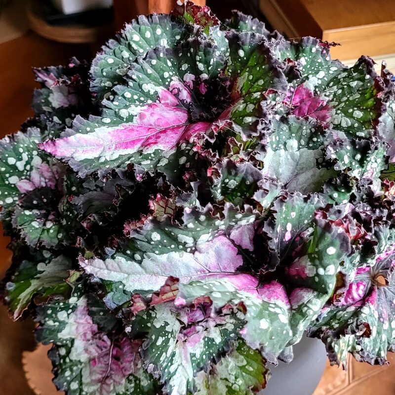First Kiss Begonia Plant Potted