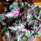 First Kiss Begonia Plant Potted