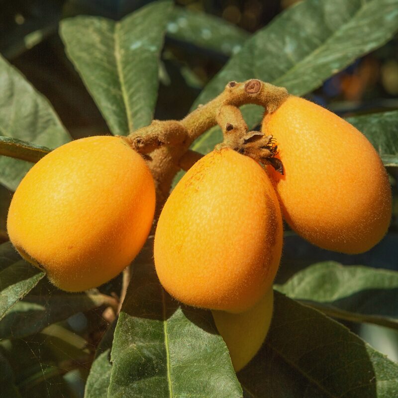 Golden Loquat Tree Plant - Japanese Plum Plant