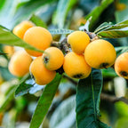 Loquat Tree Plant - 1.5 to 2 Feet Tall, Gallon Pot
