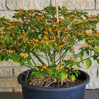 Yellow Chiltepin Pepper Plants Live - 12 Count - Chili Pepper Live Plants For Sale - Hot Pepper Live Plants for Growing - No Pot - Well-rooted