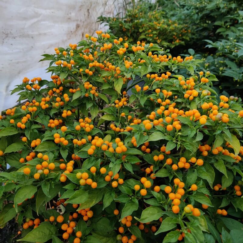 Yellow Chiltepin Pepper Plants Live - 2 Count - Chili Pepper Live Plants For Sale - Hot Pepper Live Plants for Growing - No Pot - Well-rooted