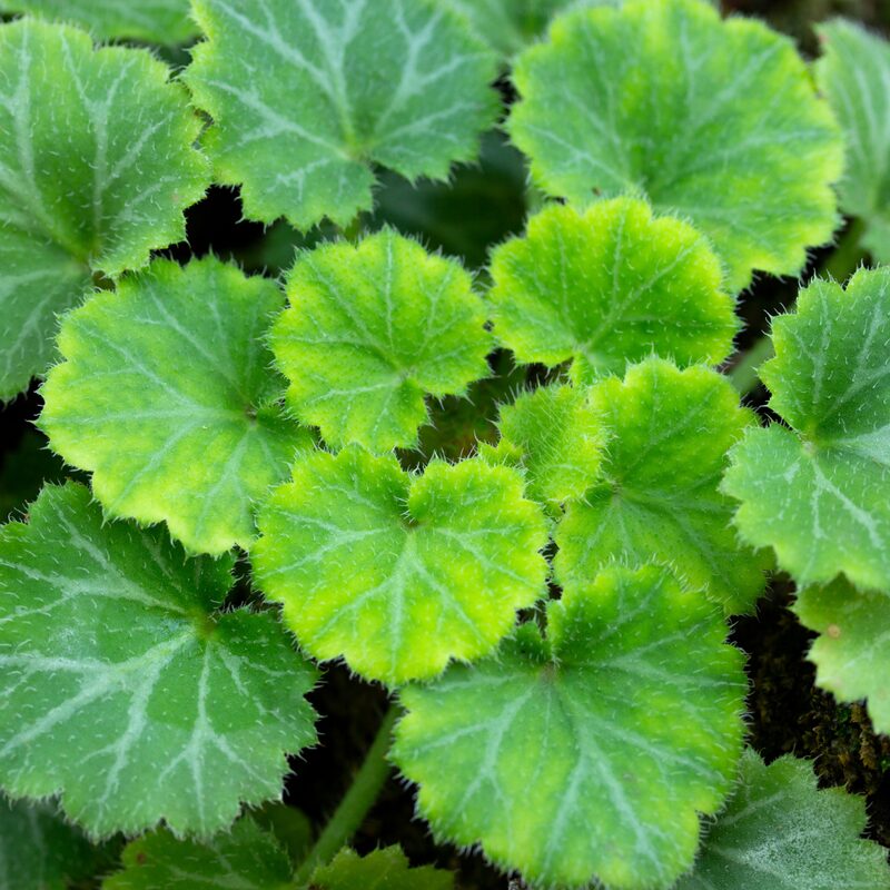 Strawberry Begonia Plant Potted