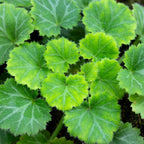 Strawberry Begonia Plant Potted