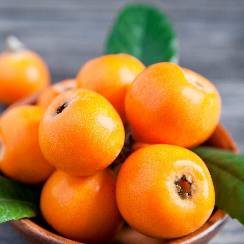 Golden Loquat Tree Plant - Japanese Plum Plant