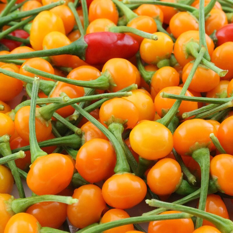 Yellow Chiltepin Pepper Plants Live - 12 Count - Chili Pepper Live Plants For Sale - Hot Pepper Live Plants for Growing - No Pot - Well-rooted