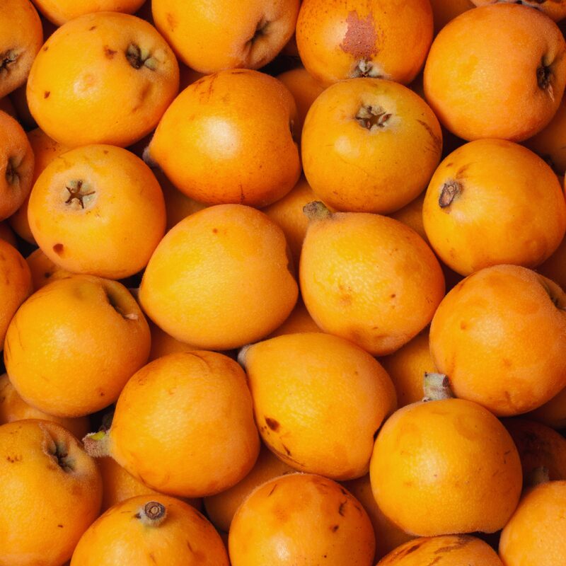 Golden Loquat Plant - Japanese Plum Tree Plant