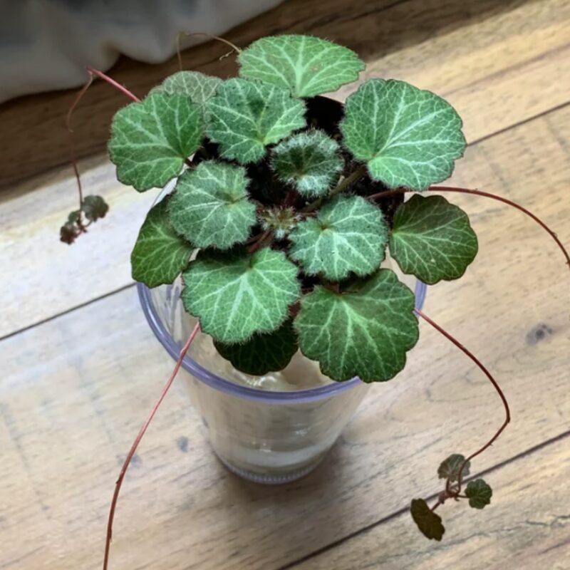 Strawberry Begonia Plant Potted