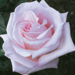 Brides Dream Rose Bush