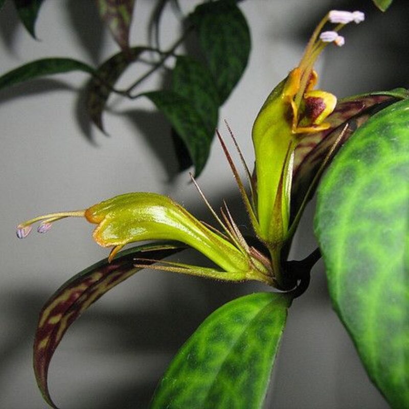 Black Pagoda Lipstick Aeschynanthus Plant, In 3" Pot
