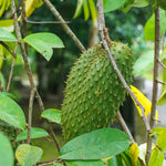 Sweet Soursop Plant 5-8 Inc Tall