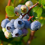 Jewel Blueberry Plant
