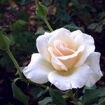 French Lace Rose Plant Live