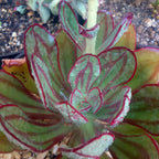 Echeveria Nodulosa Succulent Plants