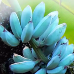 1 Blue Java Banana, Ice Cream Banana Plant 4-8 Inc