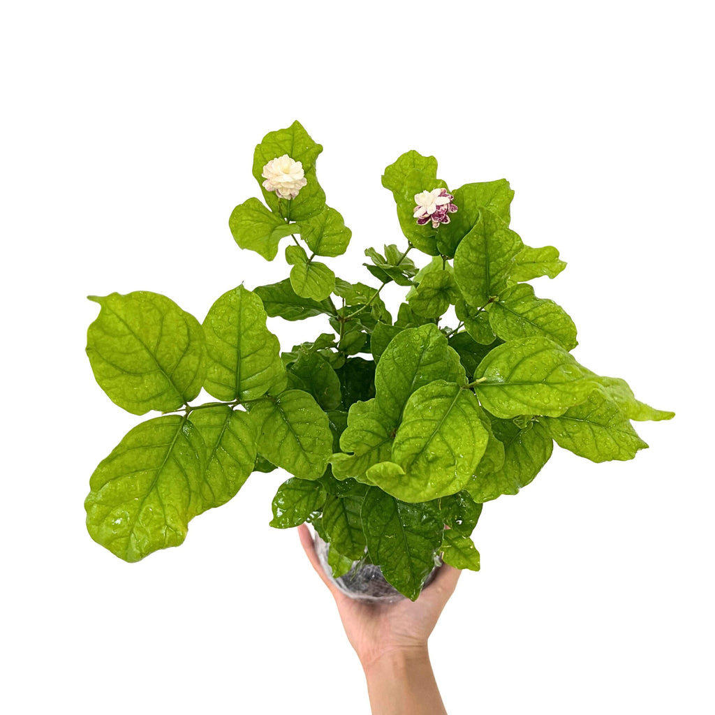 Grand Duke of Tuscany Arabian Jasmine Plants Live - 4 Plants - 5 to 7 Inc Tall - Sambac Jasmine Live Plants