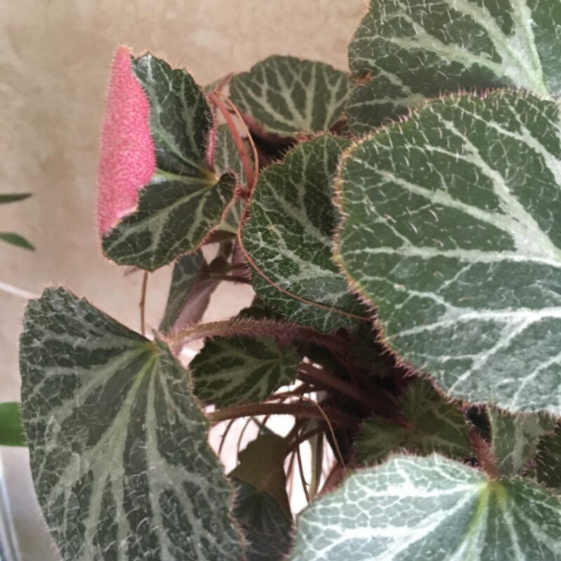 Strawberry Begonia Plant Potted