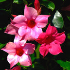 Pink Mandevilla Plant Live - 2 to 5 Inc Tall