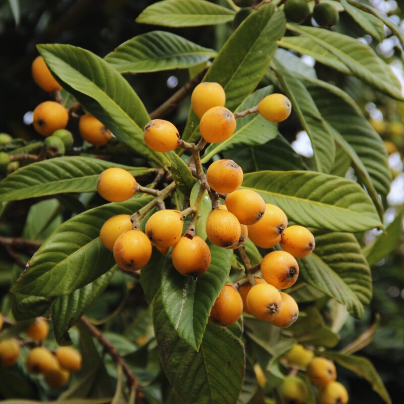 Loquat Tree - 1 Gallon Pot, 1.5 to 2 Feet Tall