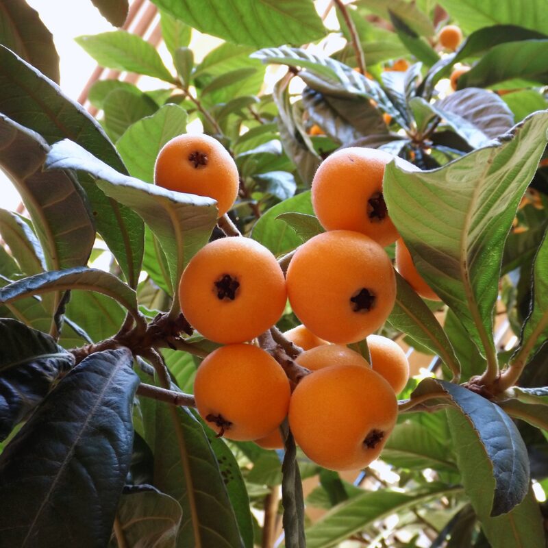 Golden Loquat Plant - Japanese Plum Tree Plant